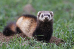 Steppe ferret (лек, бял пороре) Steppe ferret (лек, бял пороре)